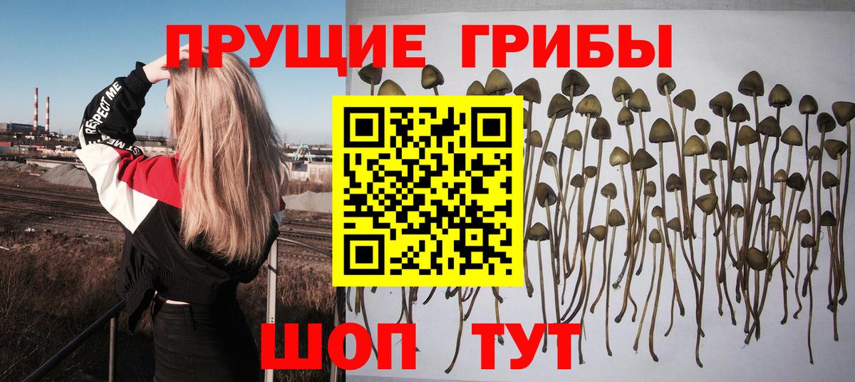Галлюциногенные грибы Cubensis Чайковский